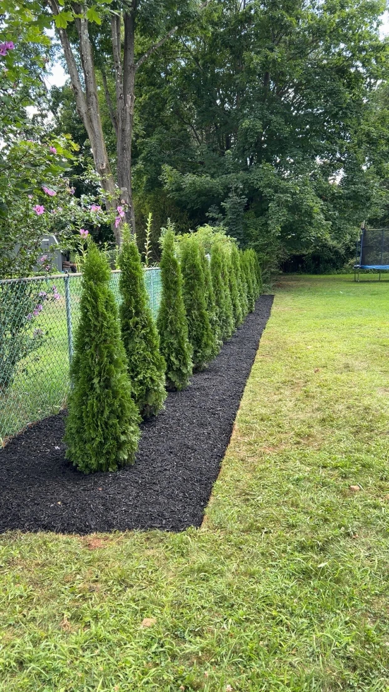 Privacy trees with a fresh planting bed